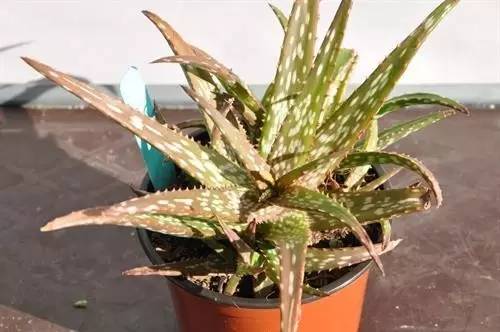 凤仙花每次要浇多少水,精准浇水量揭秘