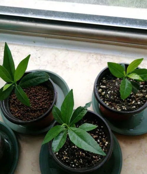 露微开完花怎么修剪,科学修剪,助您花卉焕发新生