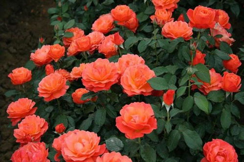 蓝色月季带花苞花苗怎么芥