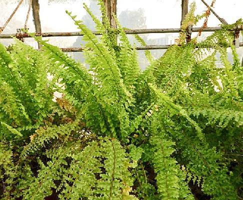 波士顿蕨是什么,绿意盎然的室内植物新宠