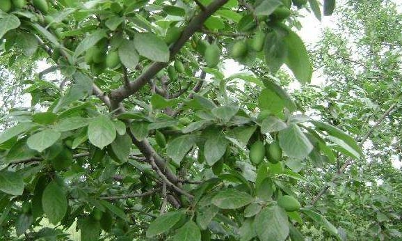 了解水果各类的功效（这种水果被称为“功能水果”）