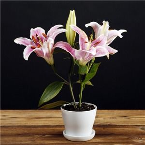 百合花怎么种,从土壤准备到养护管理