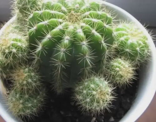 仙人球小球怎么种,轻松培育美丽多肉植物