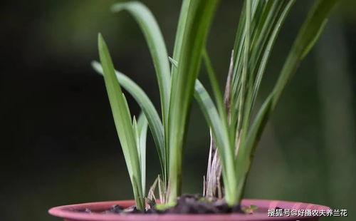 兰花土怎么施肥,科学配比,助力兰花茁壮成长