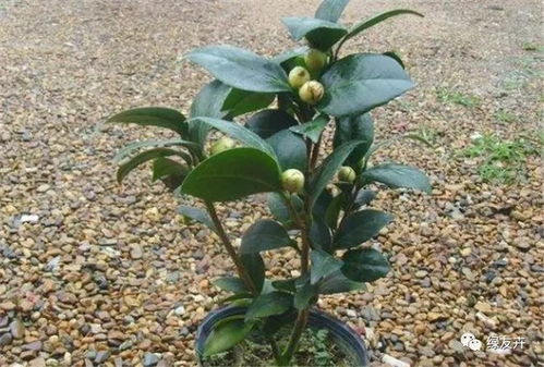 茶花需要什么肥料,科学施肥，绽放美丽花朵