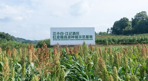 宜宾软质白麦种植基地电话,基地概况