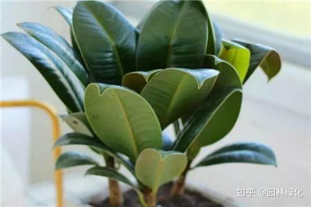 橡皮树叶子发黄怎么办,橡皮树叶子发黄原因及解决方法解析