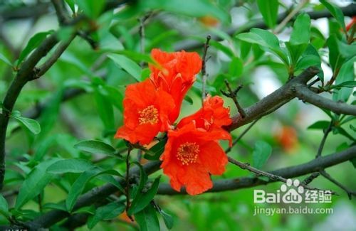 夏天开的花有什么,夏季花卉盛开的美丽画卷
