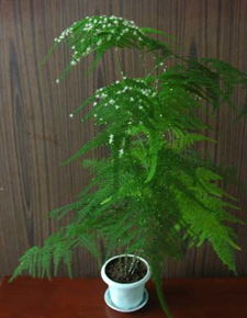 文竹移植后怎么培养,文竹移植后养护与生长技巧
