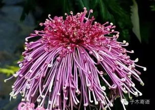 菊花象征的特点是什么,菊花象征的内涵与寓意