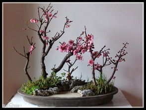 腊梅花怎么剪枝,塑造美丽花姿的秘籍
