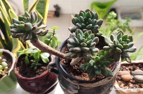 养多肉植物怎么施肥,科学施肥，养出健康美肉