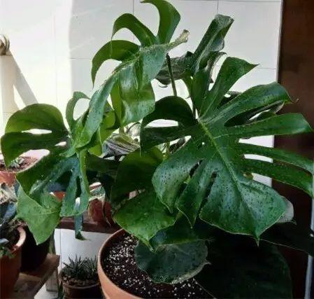 龟背竹多久浇一次水,掌握最佳浇灌时间