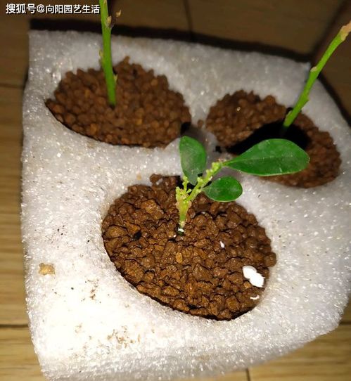 如何繁殖米兰,轻松培育繁茂绿植
