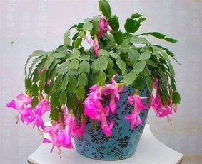 蟹爪兰开花的温度多少,揭秘适宜开花温度的奥秘