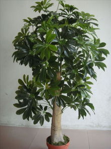 观树植物有哪些,观树植物的多样性与生态价值探析
