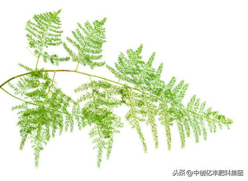 文竹春季黄叶怎么修剪,春季文竹黄叶修剪攻略