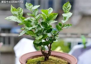 茉莉花苞为什么会掉