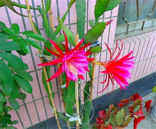 令箭荷花怎么养才开花,掌握技巧,花开富贵