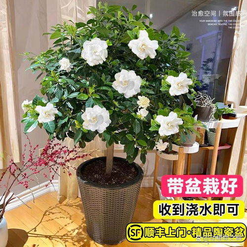 桅子花怎么养殖方法,轻松培育美丽花株
