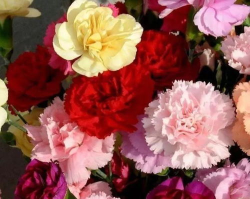 蝴蝶大康乃馨怎么养才能开花,科学养护，花开满园