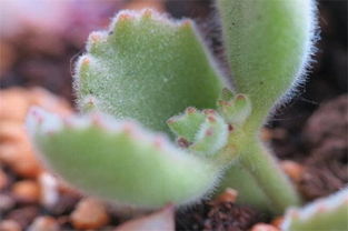 熊童子怎么扦插,熊童子扦插，最佳时机是春秋两季