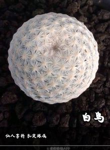 银手球怎么养,打造家中绿意盎然的清新之选