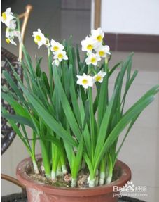 水仙花开花后怎么处理,水仙花开花后养护与再生的关键步骤