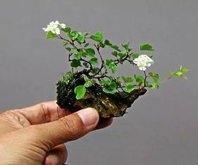 盆景为什么用铁丝