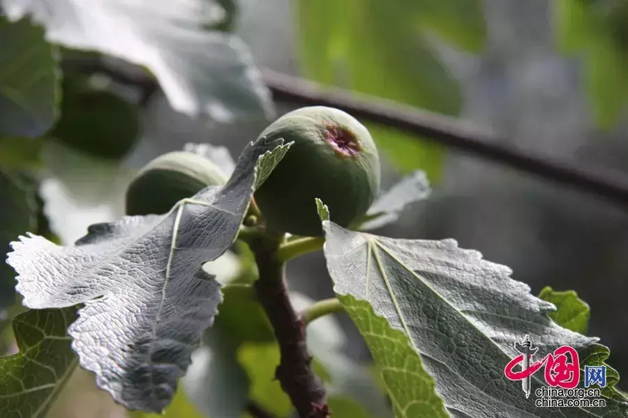 吃什么水果润肺的（八种水果润肺养心）