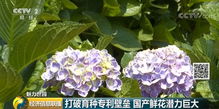 花卉一件是多少数量,探索花卉的独特数量之美