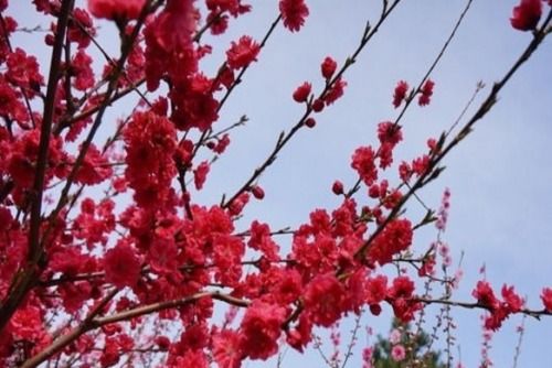 梅花为什么象征吉祥,傲骨凌寒，寓意吉祥的象征