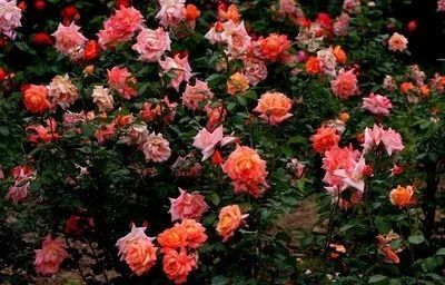 中国的首花是什么