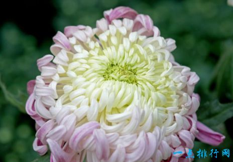 梅花和菊花的寓意是什么,梅花与菊花的寓意解读