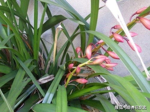 大花蕙兰花朵如何保鲜,大花蕙兰花朵保鲜技巧解析