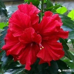 国花和市花有哪些,探寻各国城市之花的文化韵味