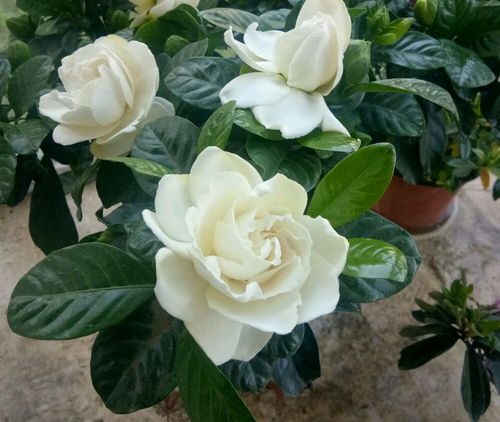 栀子花叶子发黄怎么回事,栀子花叶子发黄干枯掉叶子怎么办
