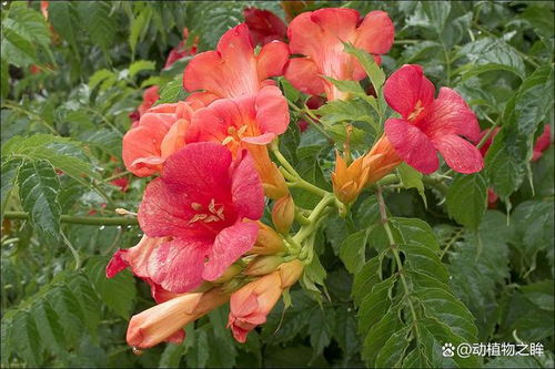 凌霄花什么时候开花,春末夏初,绽放四季之韵