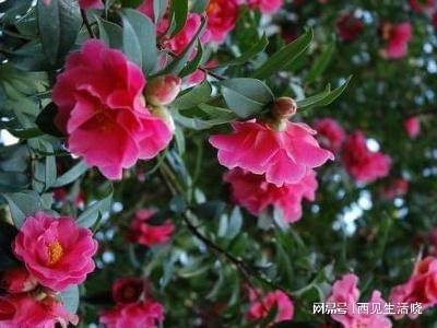 山茶花种多久会开花,山茶花种植与开花周期揭秘