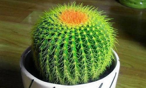 小仙人球怎么养,打造健康绿植小精灵