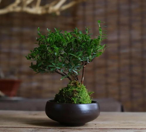 小叶赤楠昆明能种植吗视频,绿意盎然的植物小明星