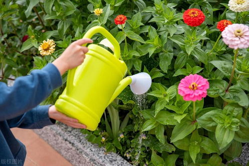 桔子泡水浇花有什么效果,神奇植物滋养秘方大揭秘”