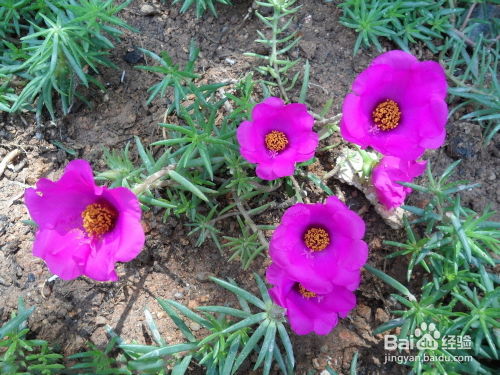 春天适合种什么花,春季花卉种植指南