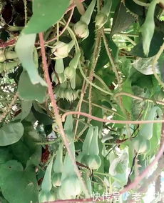 什么植物爬藤能结果,揭秘爬藤植物的果实奥秘