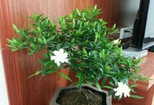 栀子花怎么扦插,轻松繁殖,花开满园