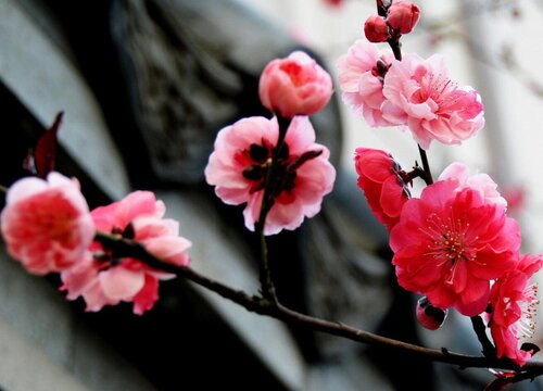 梅花的花语是什么,高洁不染——梅花花语解读