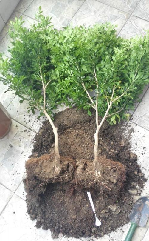 种植米兰用什么土,优选土壤种植攻略