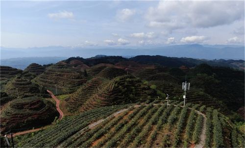盛国种植基地在那里啊最近