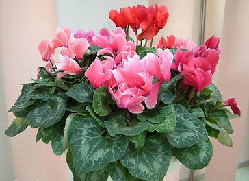 仙客来怎么养,从播种到开花全程指南