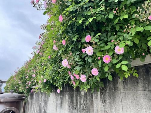 蔷薇花怎么种植,选对时间，种出好花